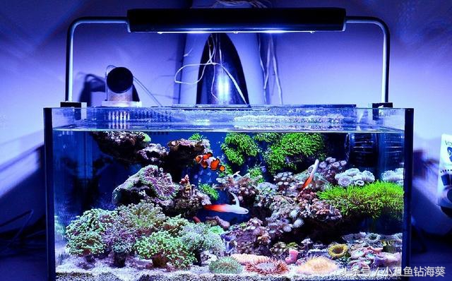 小丑海水开缸养水教程,海水裸缸怎么开缸