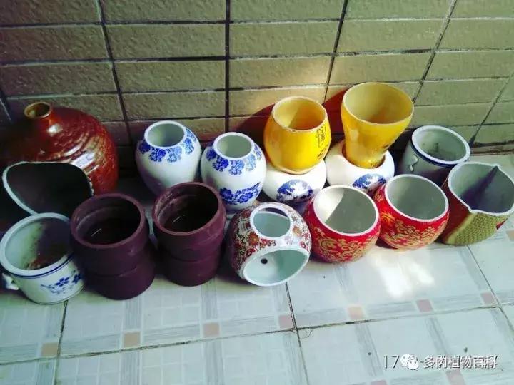 透明酒瓶种多肉怎么才好看,空酒瓶利用种多肉