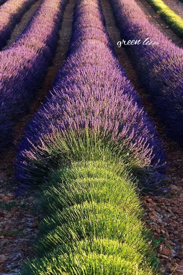 植物如何驱虫比较有效,植物驱虫方法小妙招