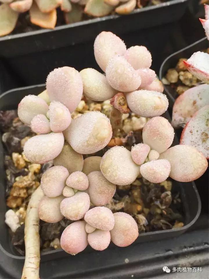 多肉吸收露水会长得更好吗,露养多肉有露水怎么办