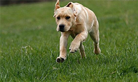 训练拉布拉多犬的注意事项,简单有效的拉布拉多犬的训练方法