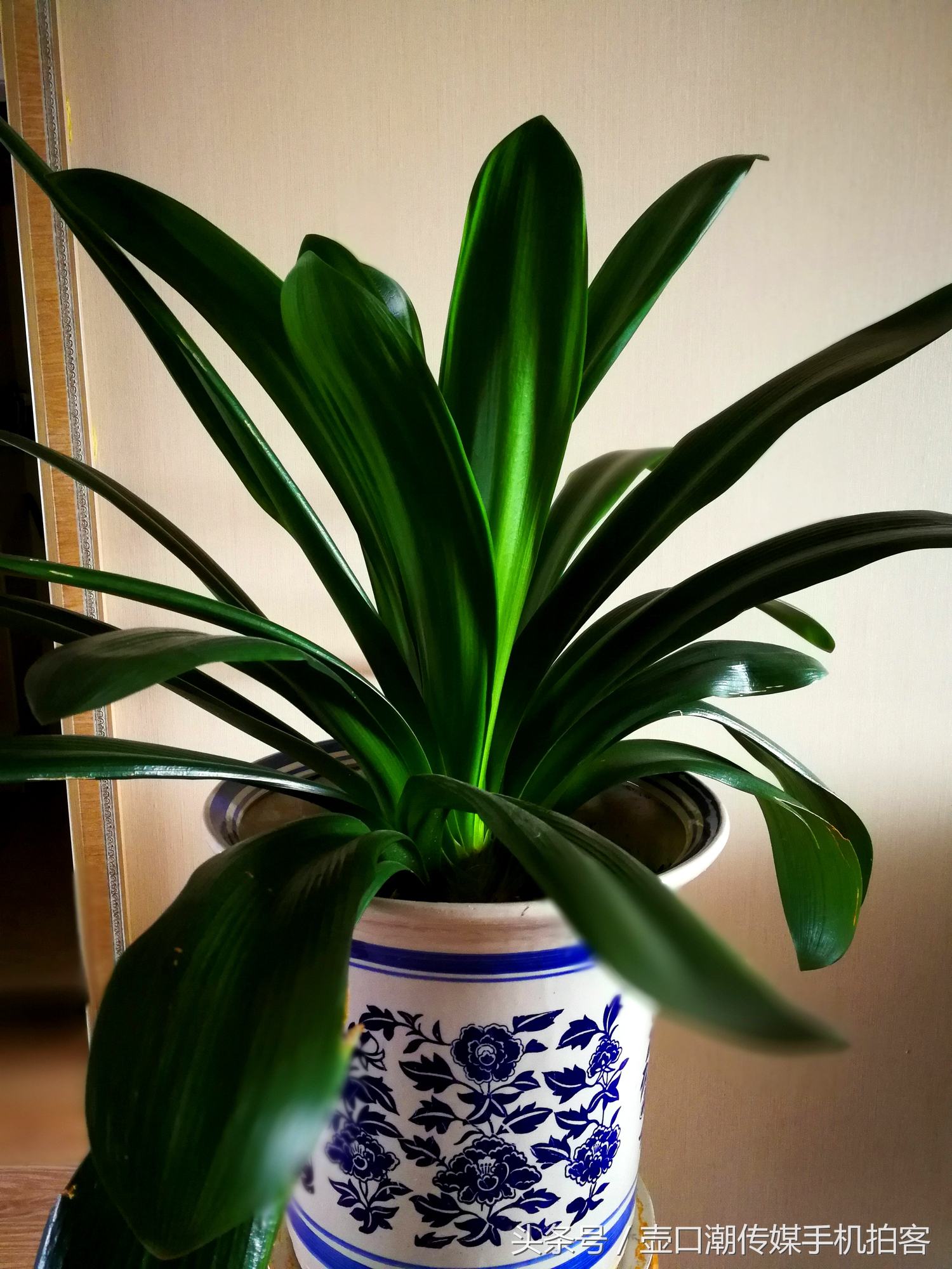 临汾:手机拍拍工作室的花~再好的装修也比不了和大自然和谐相处