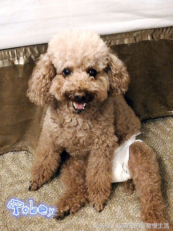 带上狗狗去旅行，“犬行天下”时带些什么装备好？