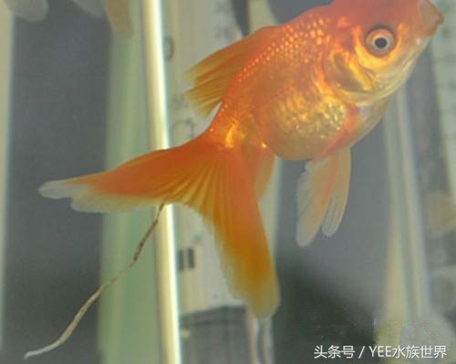 被人说是屎怎么反驳,被说金鱼什么意思