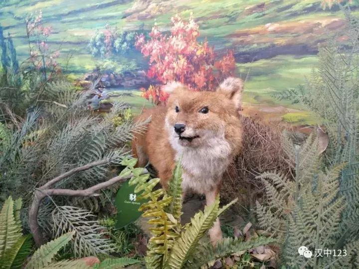 汉中光雾山最详细地点,光雾山旅游景区感受大自然