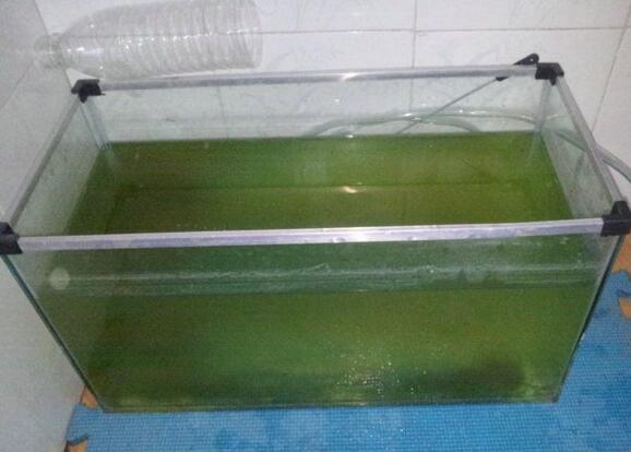 鱼中毒怎么解,鱼亚硝酸盐中毒鱼能换缸吗