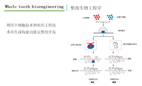 小孩牙周炎自愈的最佳方法,儿童牙周炎能治好吗