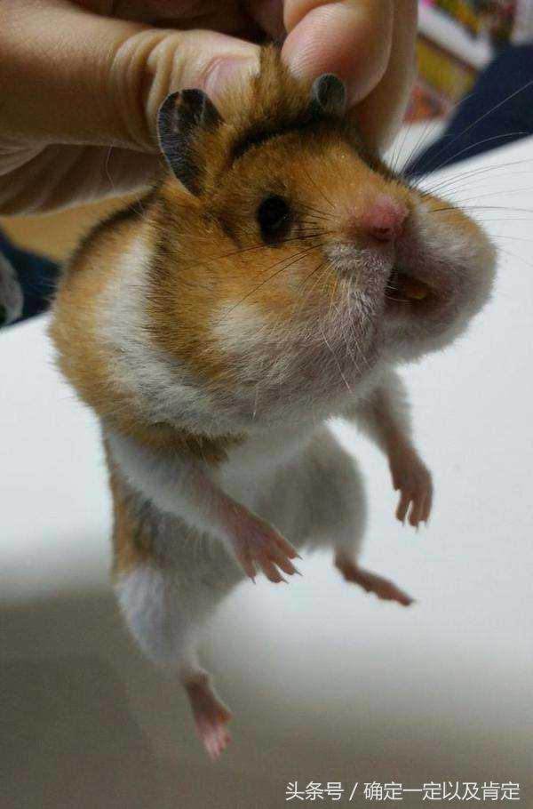 关于仓鼠的小知识,仓鼠小知识200条