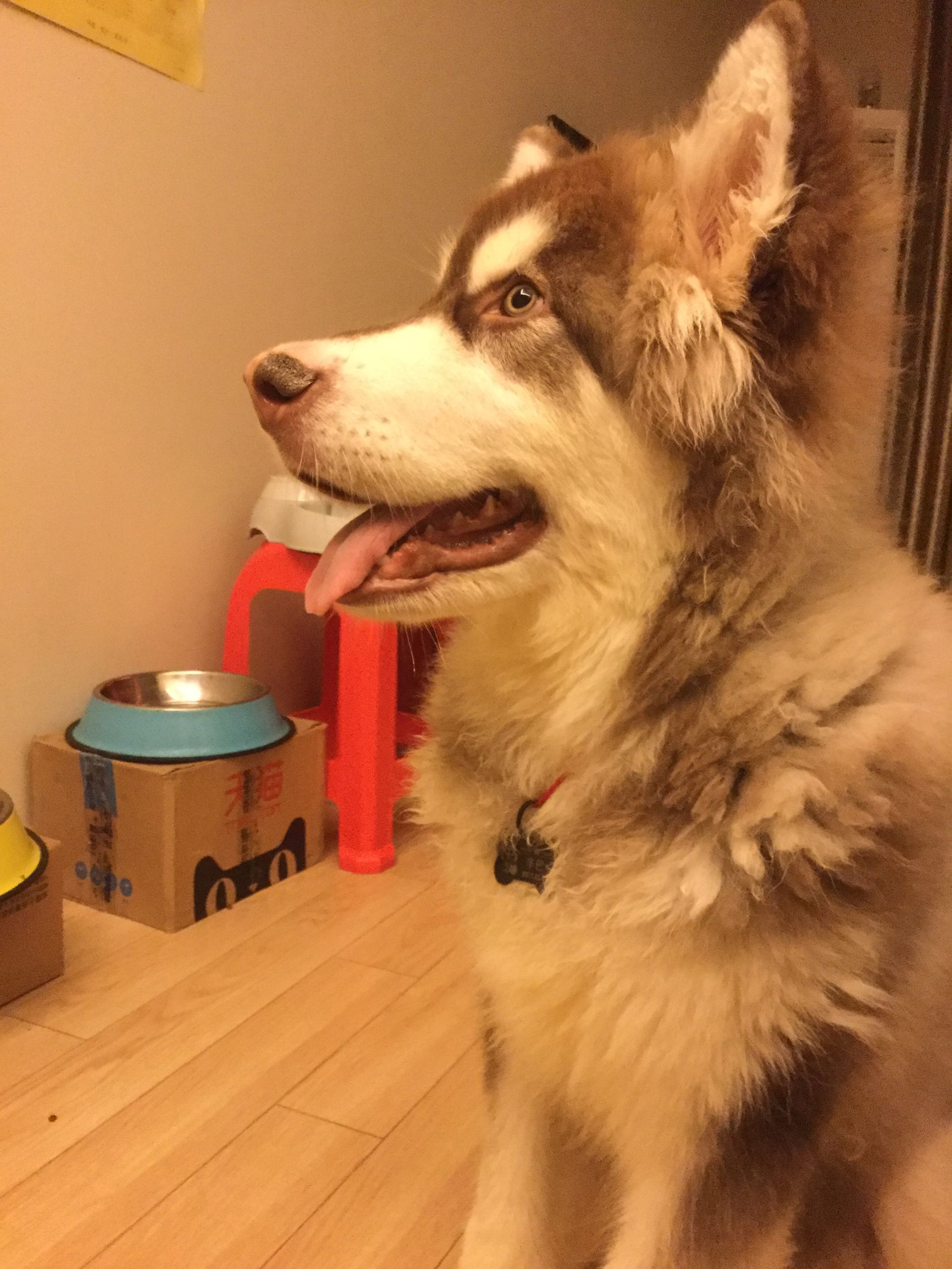 博美犬得了犬瘟怎么治疗,犬瘟和冠状最快的治疗方法