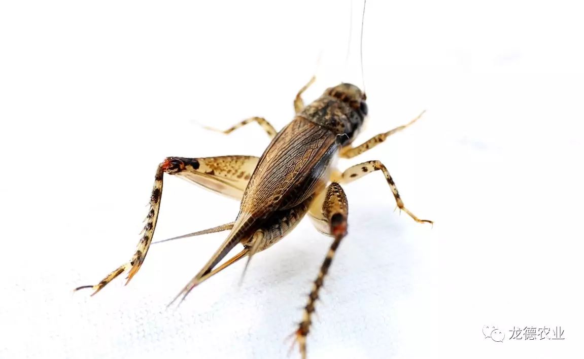 龙鱼吃了特别大的食物,龙鱼吃的鱼食