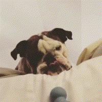 英斗受到惊吓一直哈气,英斗吃饭太兴奋