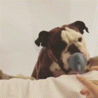 英斗受到惊吓一直哈气,英斗吃饭太兴奋