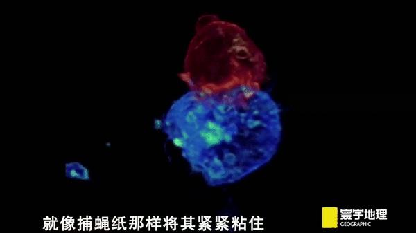 艾滋病毒能杀死新冠病毒吗,艾滋病毒能攻击淋巴癌吗