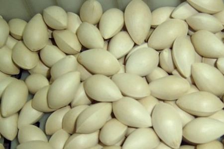 白果瑶柱粥孕妇可以吃吗,孕妇白果和花生能一起煮吗