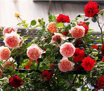 月季茉莉栀子花杀虫药,月季茉莉栀子花肥料