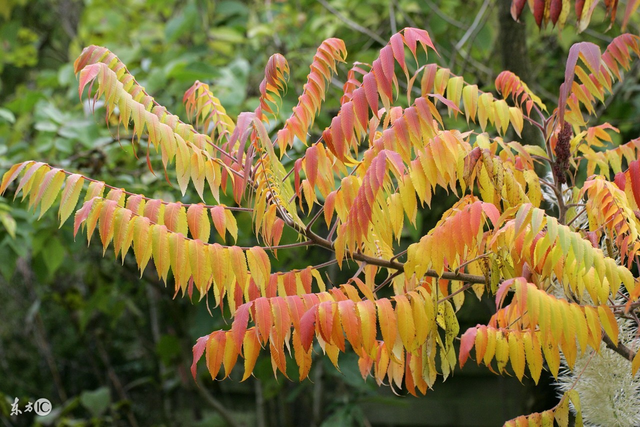 这种树让人闻风丧胆，一提起就害怕
