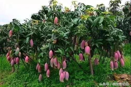 芒果保花保果用什么药,芒果保花保果什么时间打好