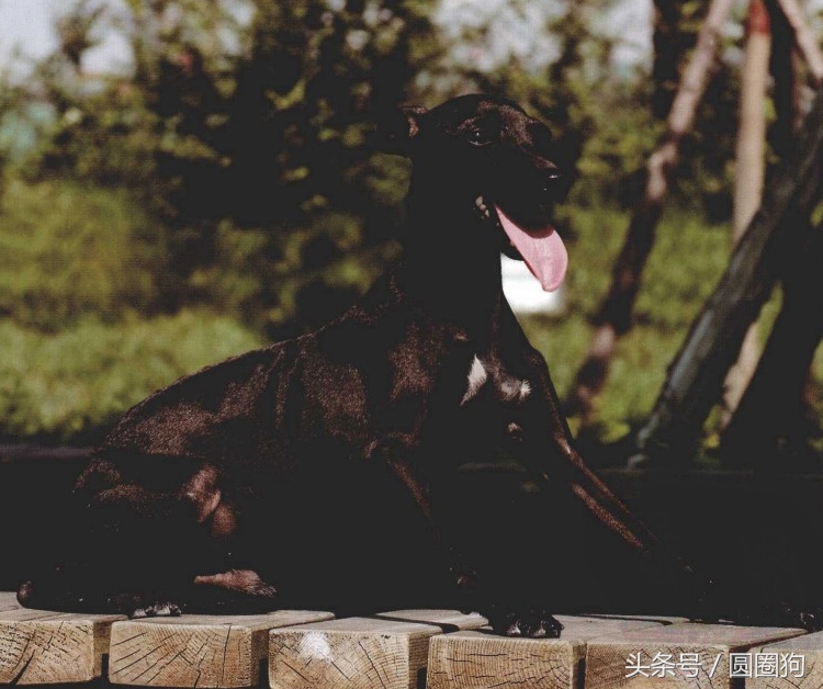 世界名犬比特,世界十大猛犬比特犬