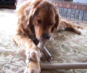 你家狗狗吃屎吃草，你真的不管一管吗？