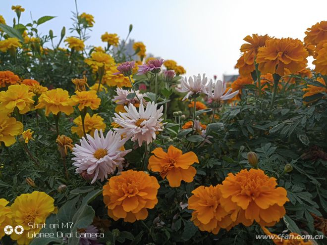 金立m7到底有多厉害,金立m7深度分析