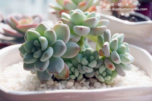 多肉叶片不饱满怎么回事,怎样让多肉的叶片饱满发亮