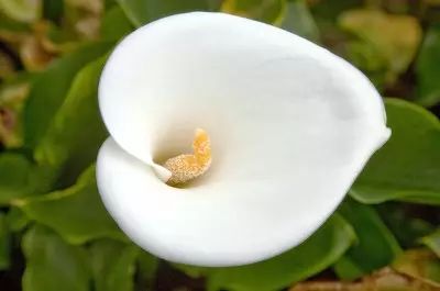 海芋和马蹄莲是同一种植物么,海芋和马蹄莲的区别在哪里