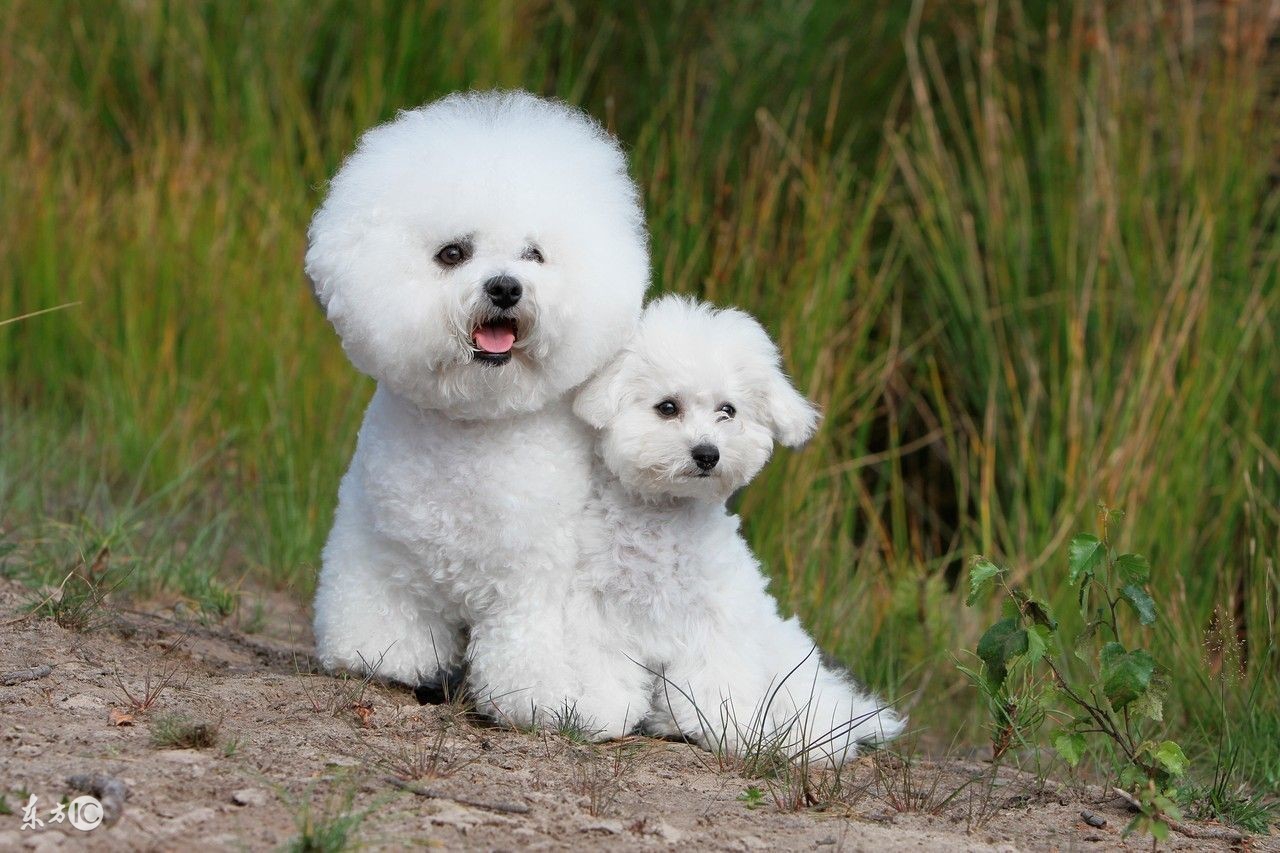 世界名犬比熊,比熊狗的名字大全及图片