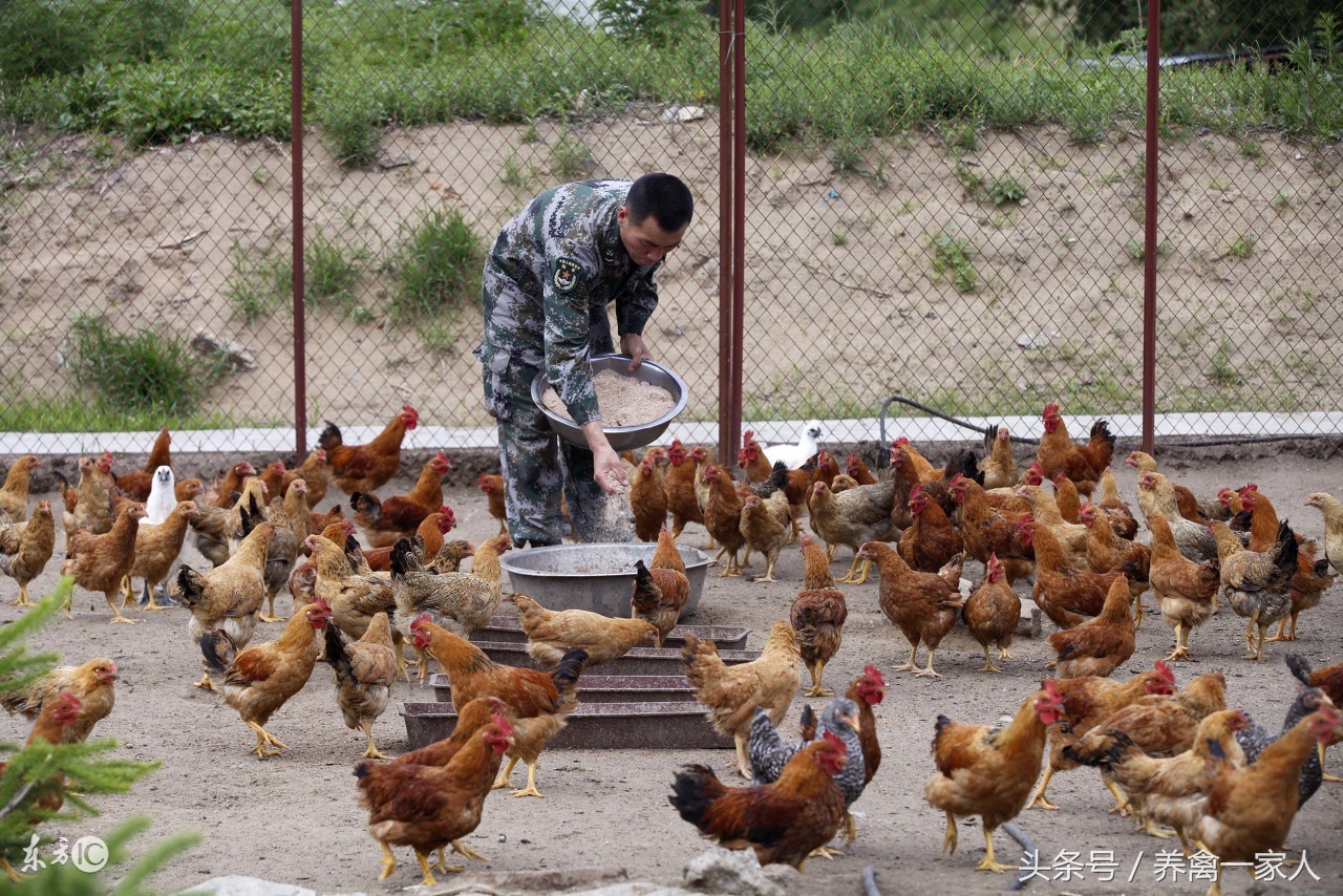 养鸡拉稀可以断水吗,养鸡过程中十大常见病你知道几种