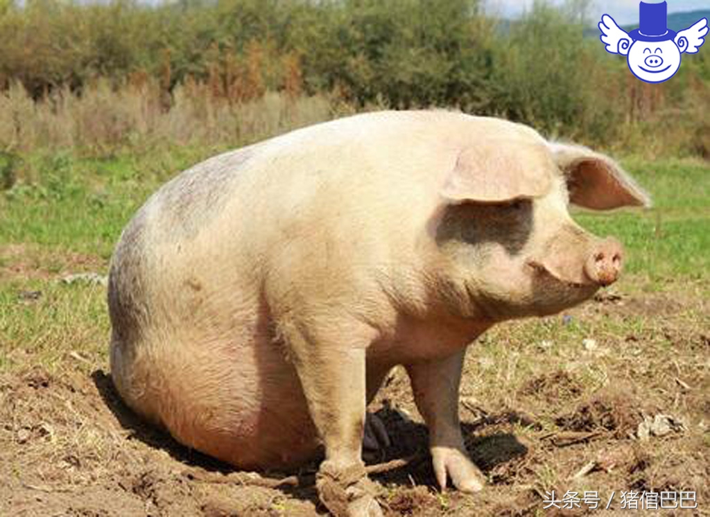初产母猪难产最快解决办法,分娩母猪正确接生技术