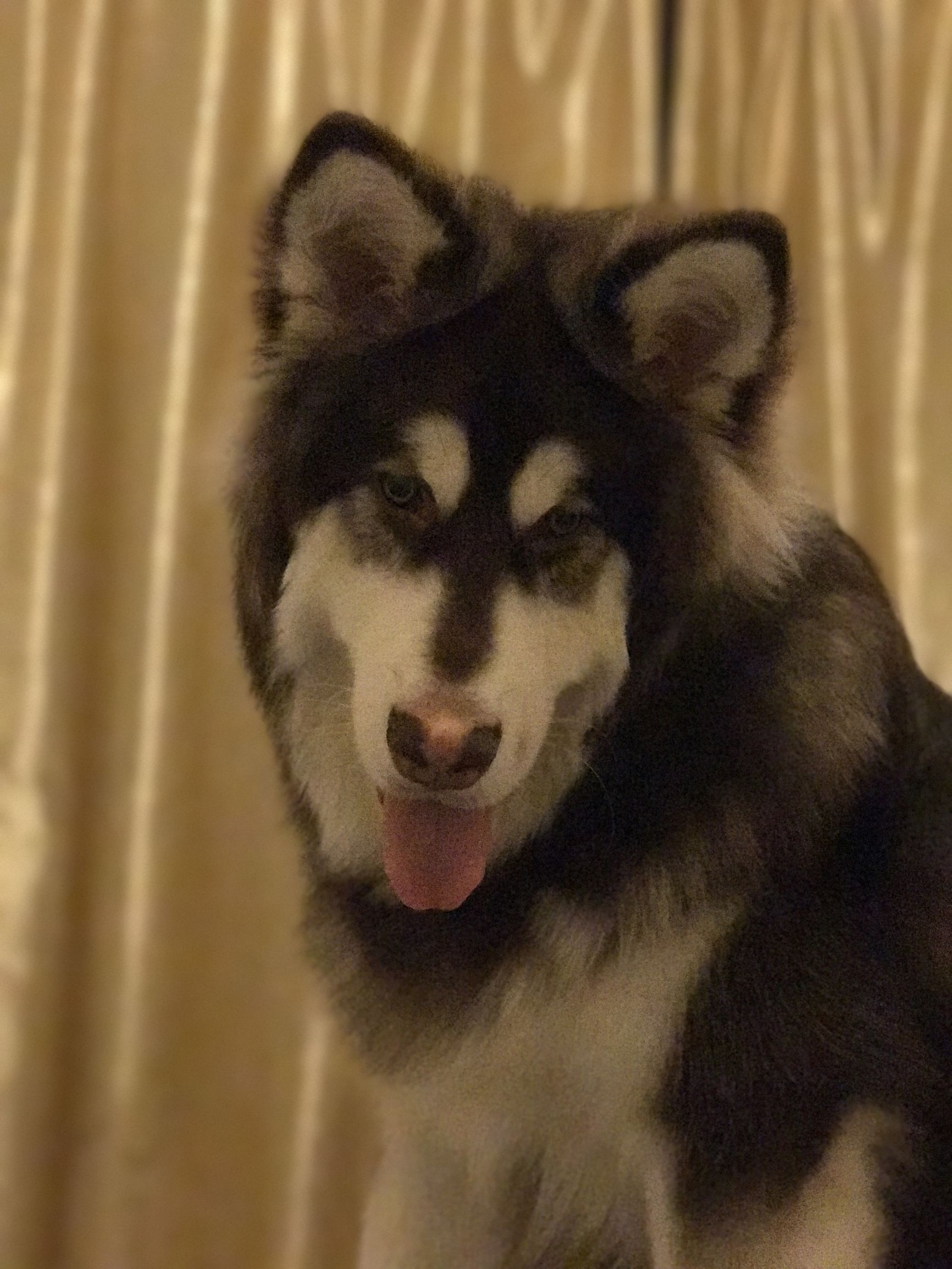 博美犬得了犬瘟怎么治疗,犬瘟和冠状最快的治疗方法