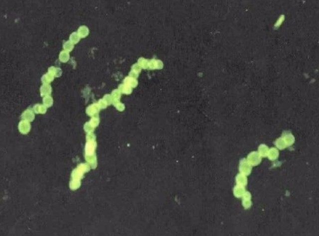 地球上5种罕见的巨型生物,地球上最大的十大巨型生物