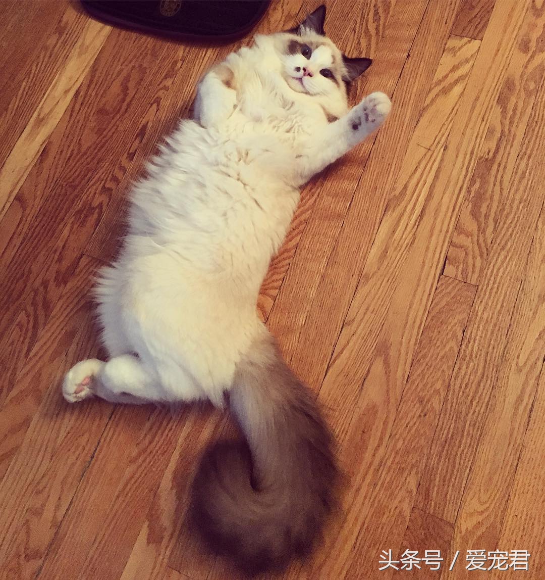 猫咪背朝下趴桌子,猫咪好奇心拉舌头