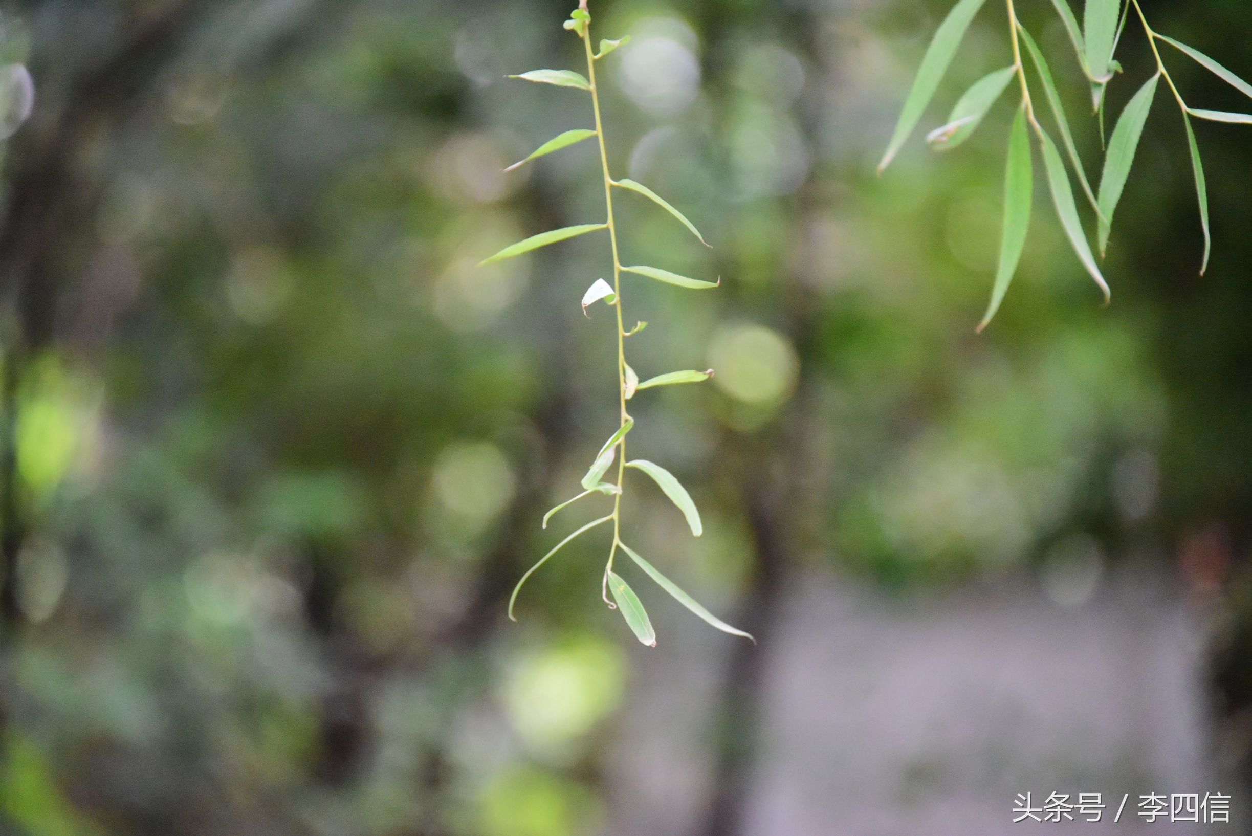 郑州思念果岭最新一期,郑州思念果岭哪里最好