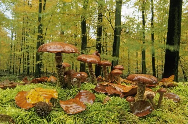 地球上5种罕见的巨型生物,地球上最大的十大巨型生物