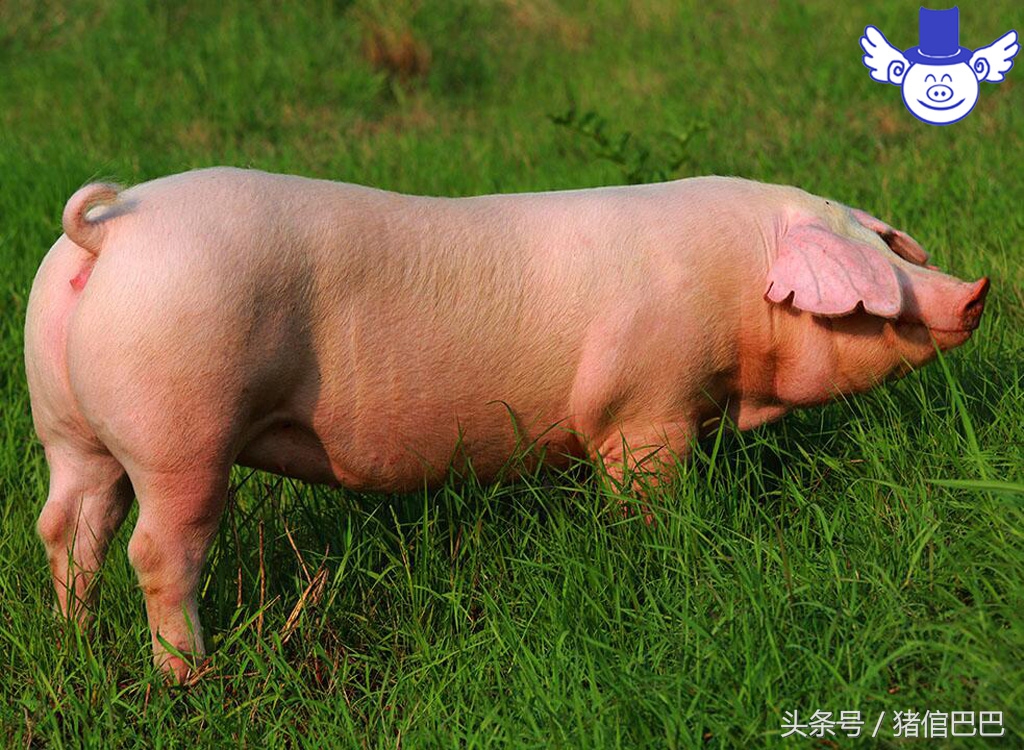 初产母猪难产最快解决办法,分娩母猪正确接生技术