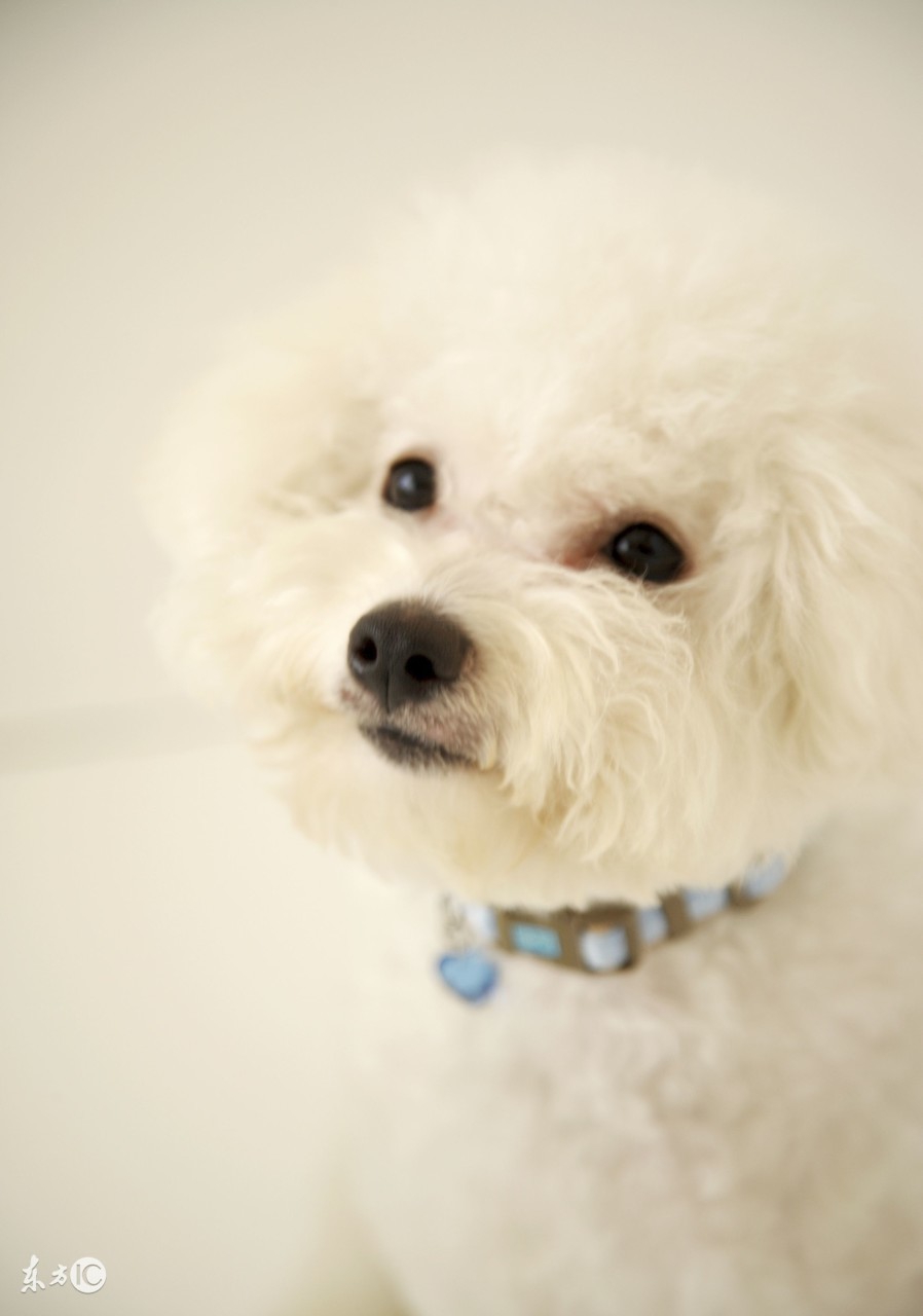 世界名犬比熊,比熊狗的名字大全及图片