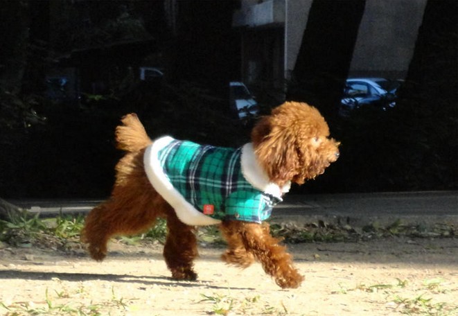 泰迪狗能吃咸,泰迪狗可以吃盐吗