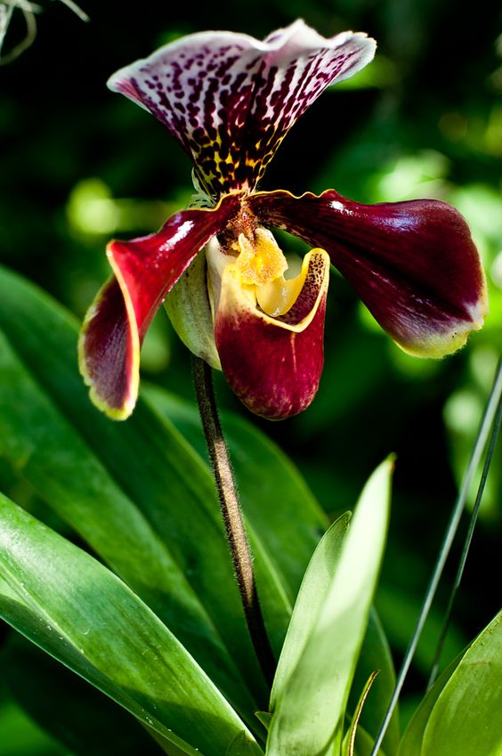 兰花寓意坚强象征着高洁傲骨之风,兰花代表怎样的高洁品质