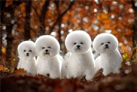 小型犬比熊泰迪宠物,中型犬比熊灰色