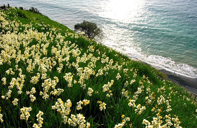 漳州的这朵“仙花”,占领全国98%的市场,经常在春晚“出镜”