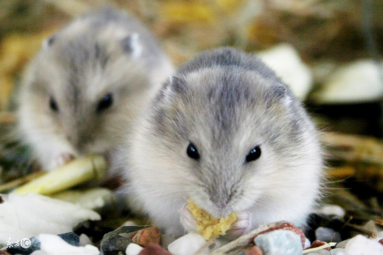 行为疗法经典条件反射,行为治疗理论技术是什么