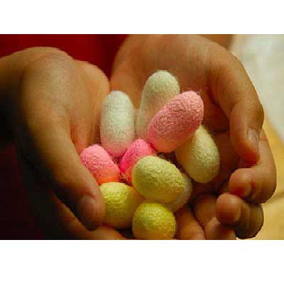 五彩缤纷的蚕宝宝,如何养五颜六色的蚕宝宝