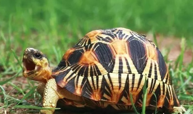 有哪些陆龟是可以养的,陆龟到底要不要排酸