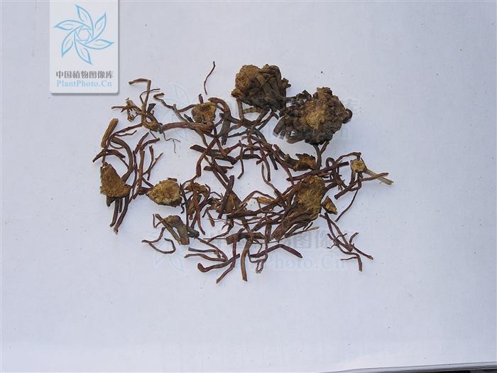 认识常见中草药,认识各种草药视频