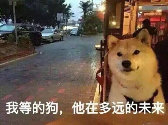 单身狗的正确处理方法,单身狗的终极结局