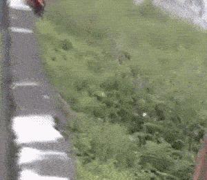 鱼，鱼，我的鱼呢？