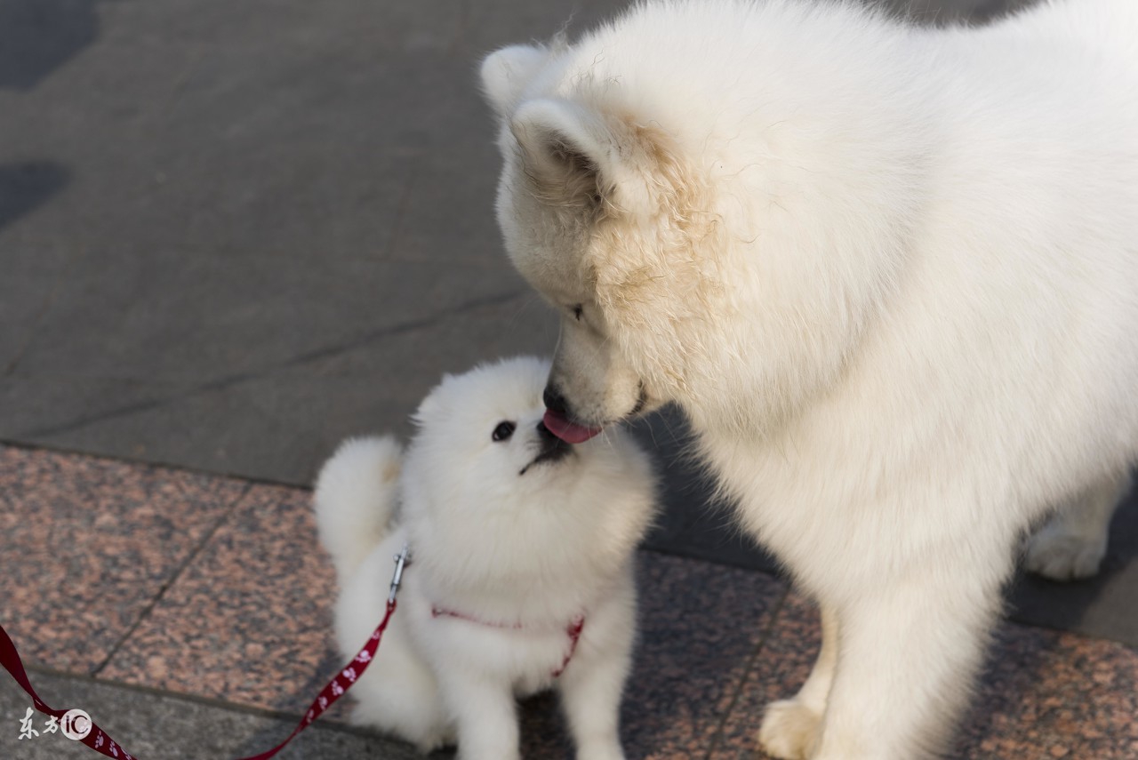博美宠物狗的名字大全集,世界名犬品种大全小型犬