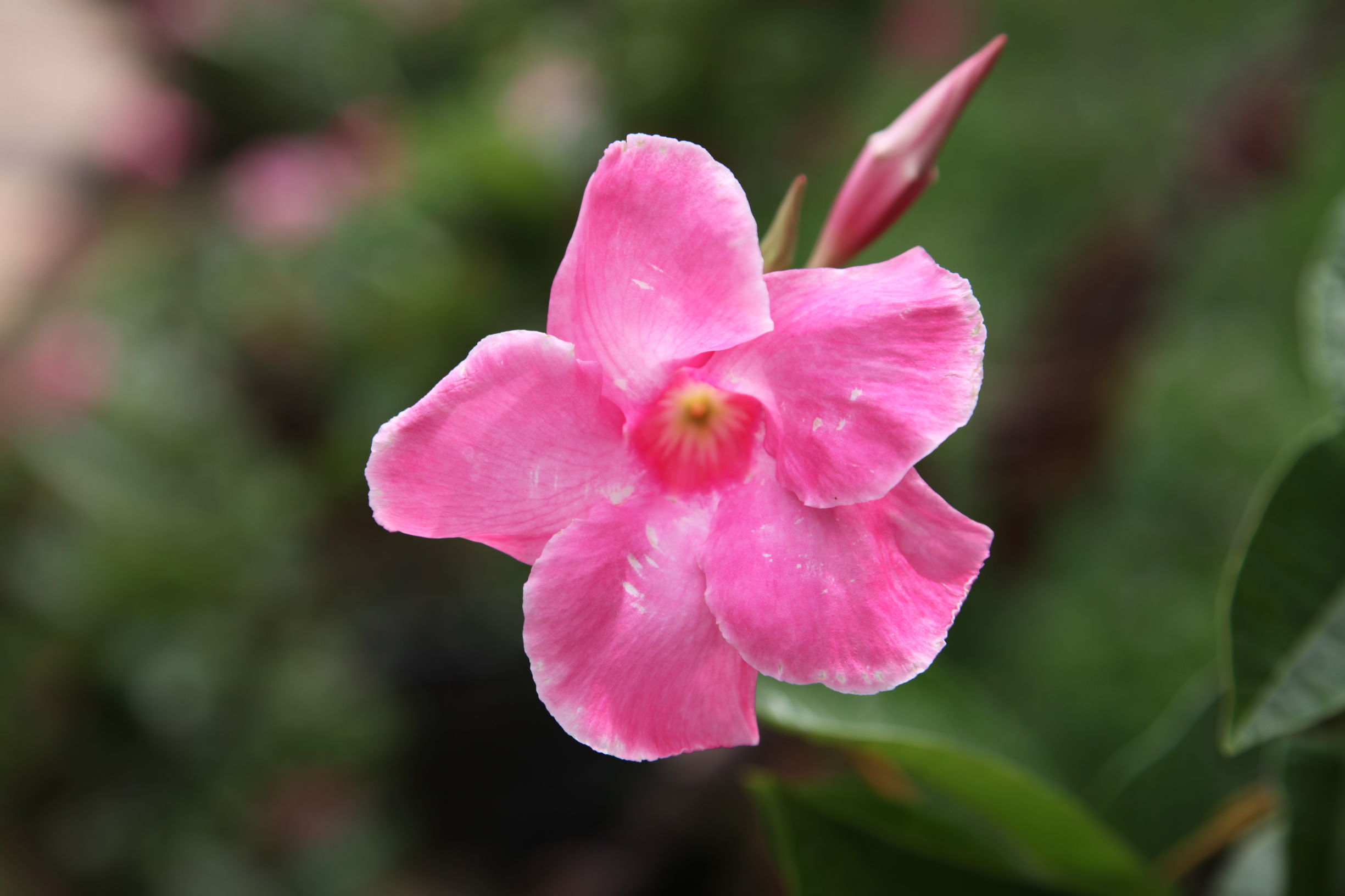 广州南沙百万葵园好不好玩,广州南沙百万葵园门票多少钱