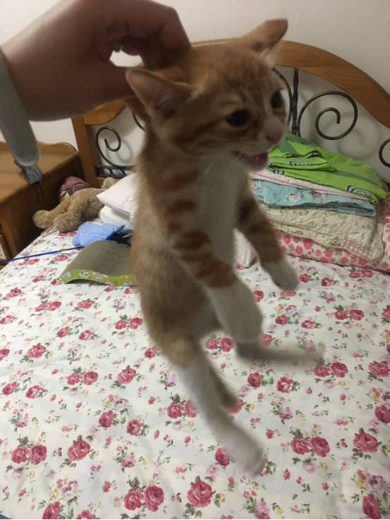 iphonexfaceid怎么用,iphonexfaceid更换