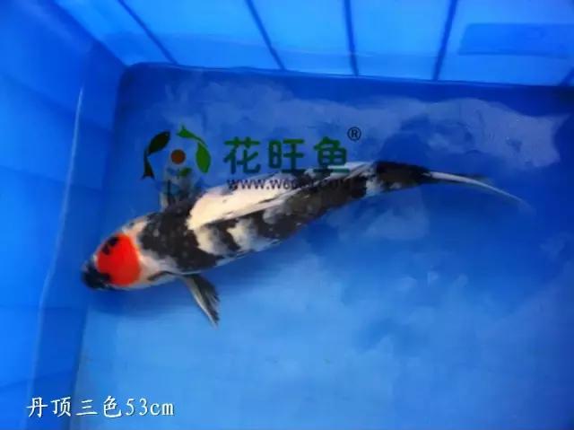 锦鲤鱼表皮溃烂怎么治疗,锦鲤鱼嘴红肿眼凸起是什么